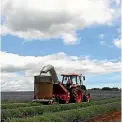  ?? PHOTO: GETTY IMAGES ?? Kiwis can still bid freely for Australian agricultur­al land like this huge lavender farm in Launceston.