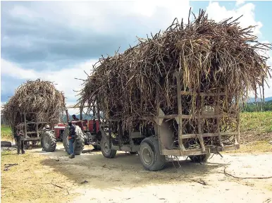  ??  ?? In this 2009 file photo, burnt cane is harvested and transporte­d to the Frome Sugar Factory.