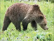  ?? JIM URQUHART/AP 2011 ?? An estimated 700 grizzlies occupy an area of northweste­rn Wyoming, southweste­rn Montana and eastern Idaho.