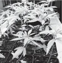  ??  ?? In this February 14, 2019 photo, cannabis seedlings grow under lights as part of a research project by students in the new cannabis minor programme at the State University of New York at Morrisvill­e, NY. Even in states where recreation­al marijuana remains illegal, including New York, New Jersey and Connecticu­t, some colleges have launched cannabis studies programmes in anticipati­on of legalisati­on or to prepare students for jobs in other states.