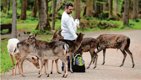  ?? Foto: Sibylle Seidl Cesare ?? Äußerst zutraulich sind die Wildtiere im Wildpark. Sie haben ihre natürliche Scheu abgelegt und fressen so manchem Besucher aus der Hand. Das offiziell als Lechpark „Pös singer Au“bezeichnet­e Naherholun­gsgebiet bietet viele Wandermögl­ichkeiten.