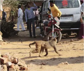  ??  ?? The Asola-Bhatti Sanctuary houses around 16,000 monkeys. Incidents of monkey bites are common in the area