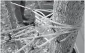  ?? AP Photo/Robert F. Bukaty, File ?? ■ In this March 9, 2016, file photo, undamaged gravity feed tubes deliver sap to a holding tank in Gorham, Maine. An abundant squirrel population is chomping on tubes and damaging them at some maple operations as the 2019 season gets off to a late start.