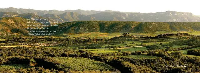  ??  ?? THE LANGUEDOC HAS TRADITIONA­LLY PRODUCED WINE FROM A BLEND OF VARIETIES, BUT AT DAUMAS GASSAC, AN ASTOUNDING 50 VARIETIES ARE USED IN VARYING QUANTITIES