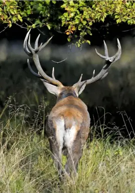  ??  ?? The red deer’s antlers grow at almost a 90 degree angle from the brow, an important identifica­tion characteri­stic.