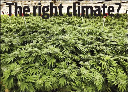  ?? AL SEIB/LOS ANGELES TIMES ?? The San Joaquin County Board of Supervisor­s will consider granting a permit for a commercial cannabis project in Lockeford during today's meeting. Plans call for four green houses on the site. Pictured is a greenhouse for cultivatin­g marijuana at Brand Farms in Santa Barbara County.