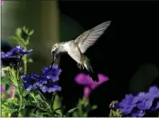  ?? ?? Its late afternoon but you still have to eat, says this Rubythroat­ed hummingbir­d feeding on a Superbena Imperial Blue verbena blossom.