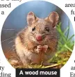  ?? ?? A wood mouse