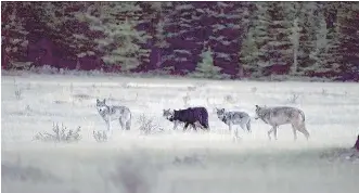  ?? AMAR ATHWAL. ?? Concern over the Bow Valley wolf pack in Banff National Park has prompted increased vigilance against illegal campers and those who keep messy campsites.