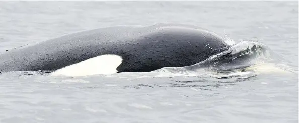  ?? GARY SUTTON ?? A male killer whale grasps the body of an orca calf he killed in December 2016. It was the first documented case of killer whale infanticid­e.