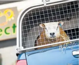  ??  ?? Taxi for a tup: the sales season is a highlight of the calendar.