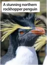  ??  ?? A stunning northern rockhopper penguin