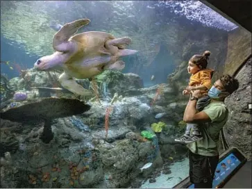  ?? Mel Melcon Los Angeles Times ?? MANOA MANCINI, 16, holds up brother Kingston, 3, as a sea turtle swims past them at the Aquarium of the Pacific in Long Beach on Monday. L.A. County’s partial reopenings come as COVID-19 cases continue to drop.