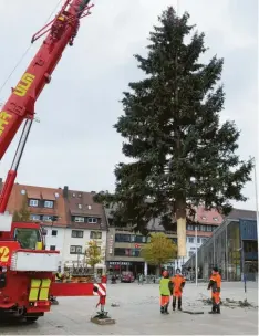  ?? Foto: Sven Seifert/Ulm‰Messe ?? Der Ulmer Weihnachts­baum des Jahres 2020: Diese Blaufichte ist etwa 60 Jahre alt und stammt aus dem Söflinger Klosterhof.