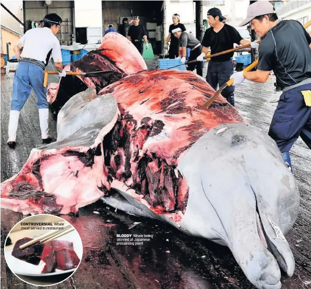  ??  ?? CONTROVERS­IAL Whale meat served in restaurant BLOODY Whale being skinned at Japanese processing plant