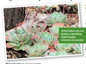  ??  ?? At the bo om of a tree feature, a sprinkling of pink-tinged echeveria are planted