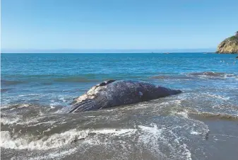  ?? Marine Mammal Center ?? A dead gray whale washed ashore at Muir Beach on Thursday, one of four in the Bay Area.