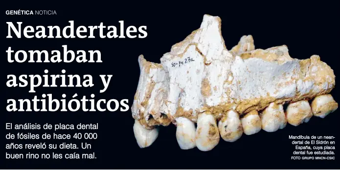  ?? FOTO GRUPO MNCN-CSIC ?? Mandíbula de un neandertal de El Sidrón en España, cuya placa dental fue estudiada.