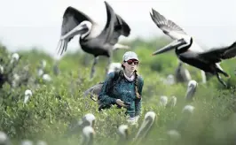  ?? PHOTOS BY GERALD HERBERT AP ?? Marine biologist Bonnie Slaton checks a field camera on Raccoon Island, a Gulf of Mexico barrier island in Chauvin, La., that is a nesting ground for brown pelicans, terns, seagulls and other birds. ‘Louisiana is rapidly losing land,’ said Slaton, a researcher at the University of Louisiana at Lafayette. ‘Subsidence and sea level rise are a double-whammy.’