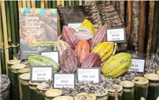  ??  ?? PCAARRD FIESTA aims to inspire businesses and MSME that use cacao byproducts, such as cacao fermented beans and cacao tablea.