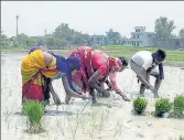  ?? HT FILE ?? ■
On account of labour shortage, the Punjab government had allowed farmers to start the paddy season from June 10.