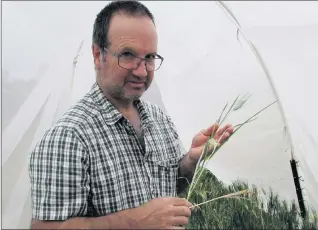  ??  ?? INSIGHT: Experiment­s to identify the biotype of the aphid present in Australia and possible origin of the incursion have been led by SARDI entomologi­sts Maarten van Helden, pictured, and Greg Baker.