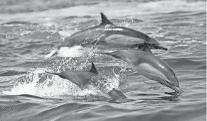  ?? NICK UT/AP FILE ?? Nearly two-thirds of the ocean lies outside national boundaries on the high seas where fragmented and unevenly enforced rules seek to minimize human impacts.