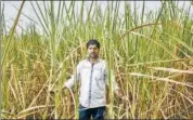  ?? KUNAL PATIL/HT ?? Sarpanch Amol Tipale says farmers grow sugarcane despite its water requiremen­t as it gives them an assured price.