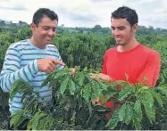  ??  ?? SELO VERDE Mendes (de camisa
vermelha) é um dos produtores que trabalham para ganhar o selo de Café Sustentáve­l