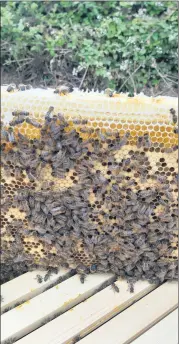  ?? ?? Native Irish honey bees (Apis mellifera mellifera) in a hive in Kildorrery.