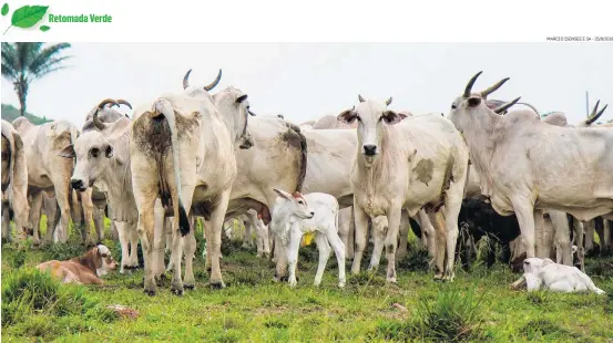  ?? MARCIO ISENSEE E SA - 25/8/2019 ?? Sob pressão. Fazendas de criação de gado se localizam, em 85% dos casos, em biomas acompanhad­os de perto por ambientali­stas: Amazônia e Cerrado