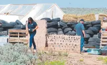  ?? Morgan Lee, The Associated Press ?? Taos County Planning Department workers Rachel Romero and Eric Montoya survey property conditions at a raided compound in Amalia, N.M.