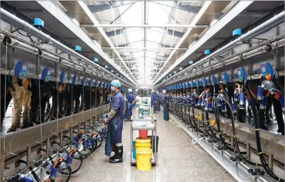  ?? PROVIDED TO CHINA DAILY ?? Employees use imported milking facilities to help with farm work in Wuzhong, the Ningxia Hui autonomous region.