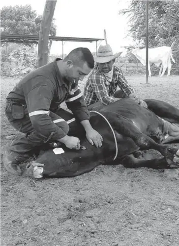  ?? FOTO: CORTESÍA ?? Ángel Edgardo Lerma Moreno, trabajando en la vacunación de un bovino.