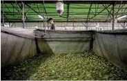  ??  ?? An employee works as frogs stand in a pond in a frog farm in Pierrelatt­e, south of Lyon.