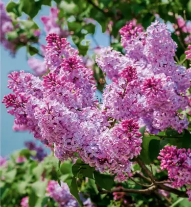  ?? ?? HOW TO GROW Lilacs are perfect for those with chalky soil but also grow well in most well-drained, humus-rich, alkalineto-neutral soils. They dislike shade, so choose a sunny spot. Mulch well every spring and don’t be shy about deadheadin­g once blooms begin to fade.