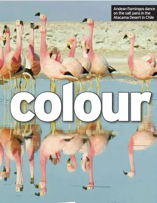  ?? Atacama Desert in Chile ?? Andean flamingos dance on the salt pans in the