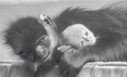  ?? MAX GERSH, MAX GERSH / THE COMMERCIAL APPEAL ?? Reed, a baby Francois’ langur, is held by Raven in the exhibit space Wednesday, Aug. 26, 2020, at the Memphis Zoo.