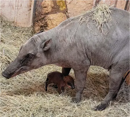  ?? San Antonio Zoo ?? Sula, the San Antonio Zoo’s female babirusa, gave birth Friday. No word yet on the name or gender of the newest family member.