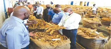  ?? (File Picture) ?? The golden leaf is Zimbabwe’s single largest agricultur­al commodity export earner
