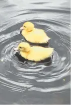  ??  ?? ●●Muscovy duck and ducklings