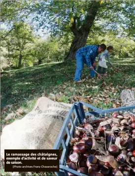  ?? (Photo archives Franz Chavaroche) ?? Le ramassage des châtaignes, exemple d’activité et de saveur de saison.