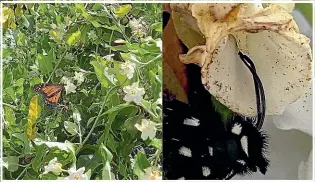  ?? MOTHS & BUTTERFLIE­S OF NZ TRUST ?? The moth plant, also known as the cruel vine, traps butterflie­s and other insects by their proboscis or legs.