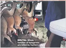  ??  ?? BRUTAL Whole families of kangaroos are killed by hunters