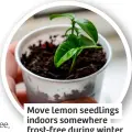  ?? ?? Move lemon seedlings indoors somewhere frost-free during winter