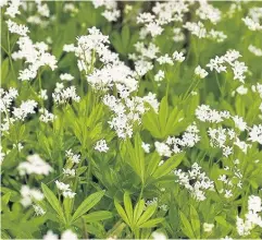  ??  ?? Bounty Sweet woodruff, which can be foraged in the wild, can be used to make cordial, ice cream or even wine (Pic by Paul Lane)