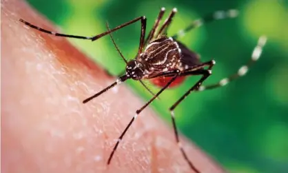  ?? Photograph: Bsip Sa/Alamy Stock Photo ?? The Aedes aegypti mosquito, seen here, has evolved a taste for humans.