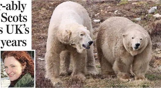  ??  ?? Keeper: Una RIchardson Polar parents: Bears Arktos and Victoria, right, mated last year at the Highland Wildlife Park