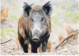  ?? FOTO: DPA ?? Mit der Drückjagd auf Schwarzwil­d soll gegen die Schweinepe­st vorgegange­n werden.