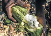  ?? Picture: Katelyn William ?? Cocoa beans being harvested in Tanzania.